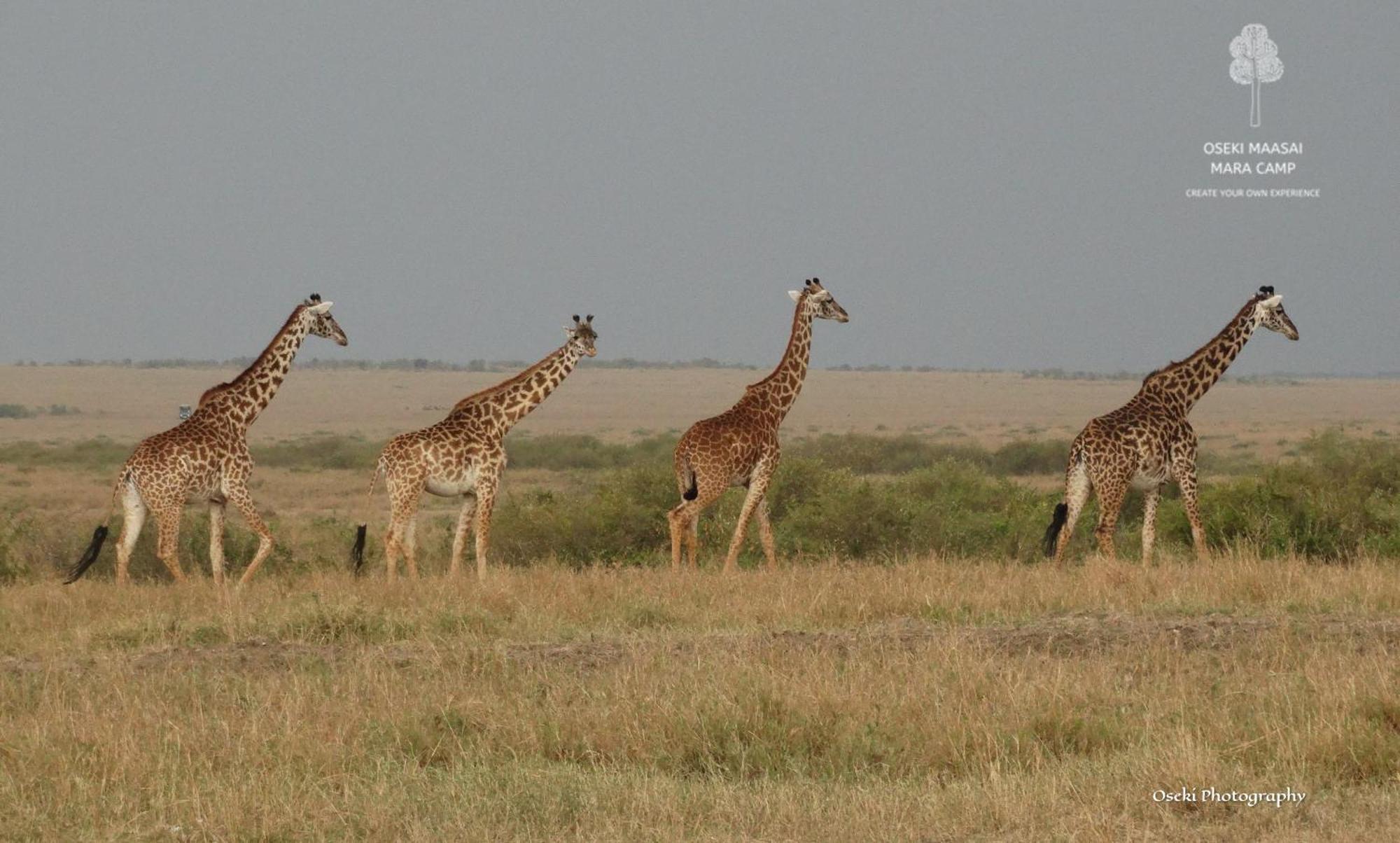 Oseki Maasai Mara Camp Narok Exterior foto