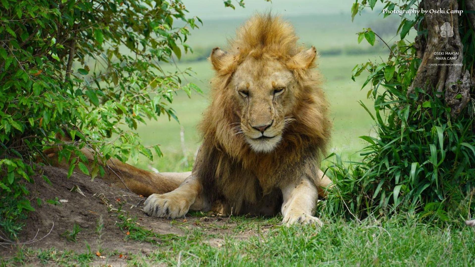 Oseki Maasai Mara Camp Narok Exterior foto