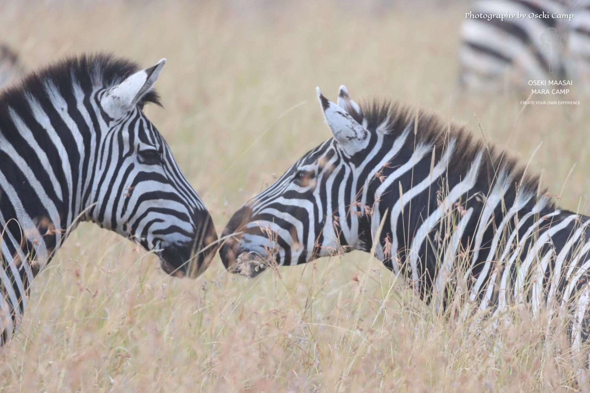 Oseki Maasai Mara Camp Narok Exterior foto