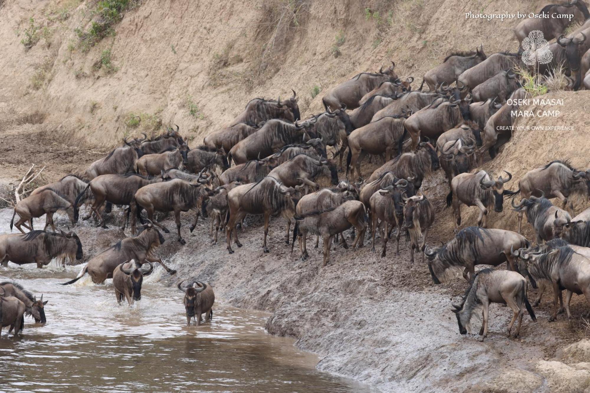 Oseki Maasai Mara Camp Narok Exterior foto