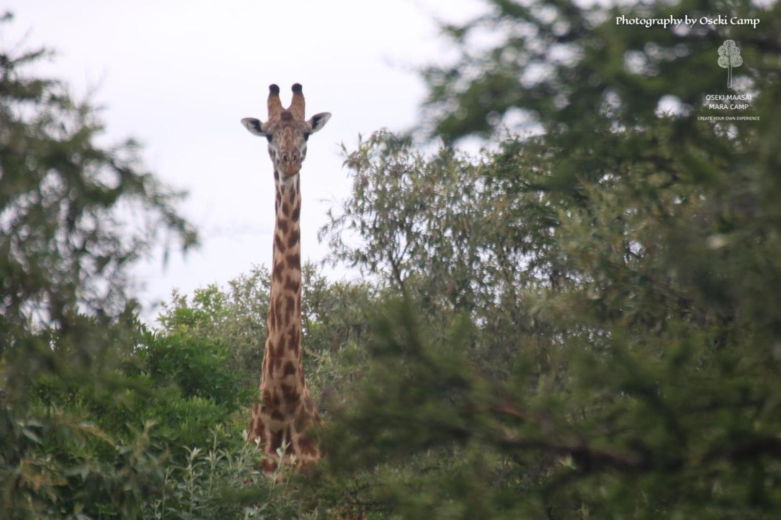 Oseki Maasai Mara Camp Narok Exterior foto
